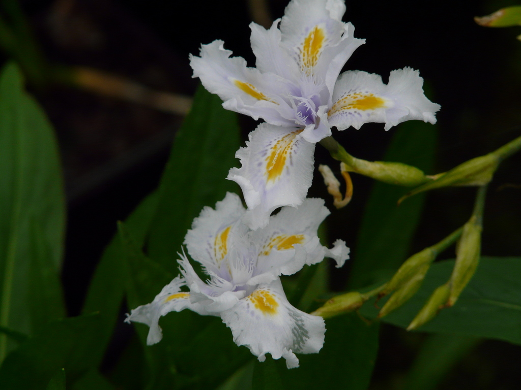Iris japonica
