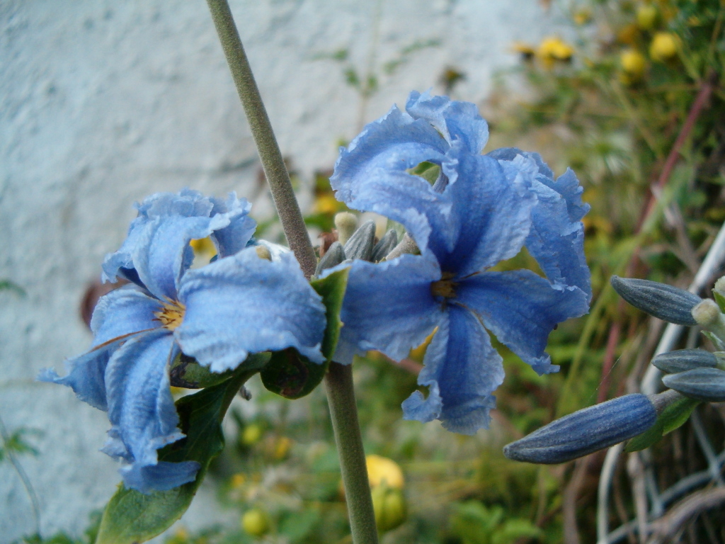 Clematis tubulosa