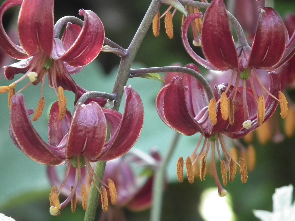 Lilies and chillies