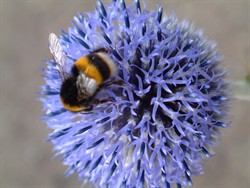 Echinops with bee