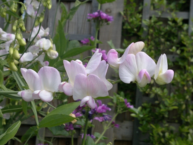 Lathyrus latifolius