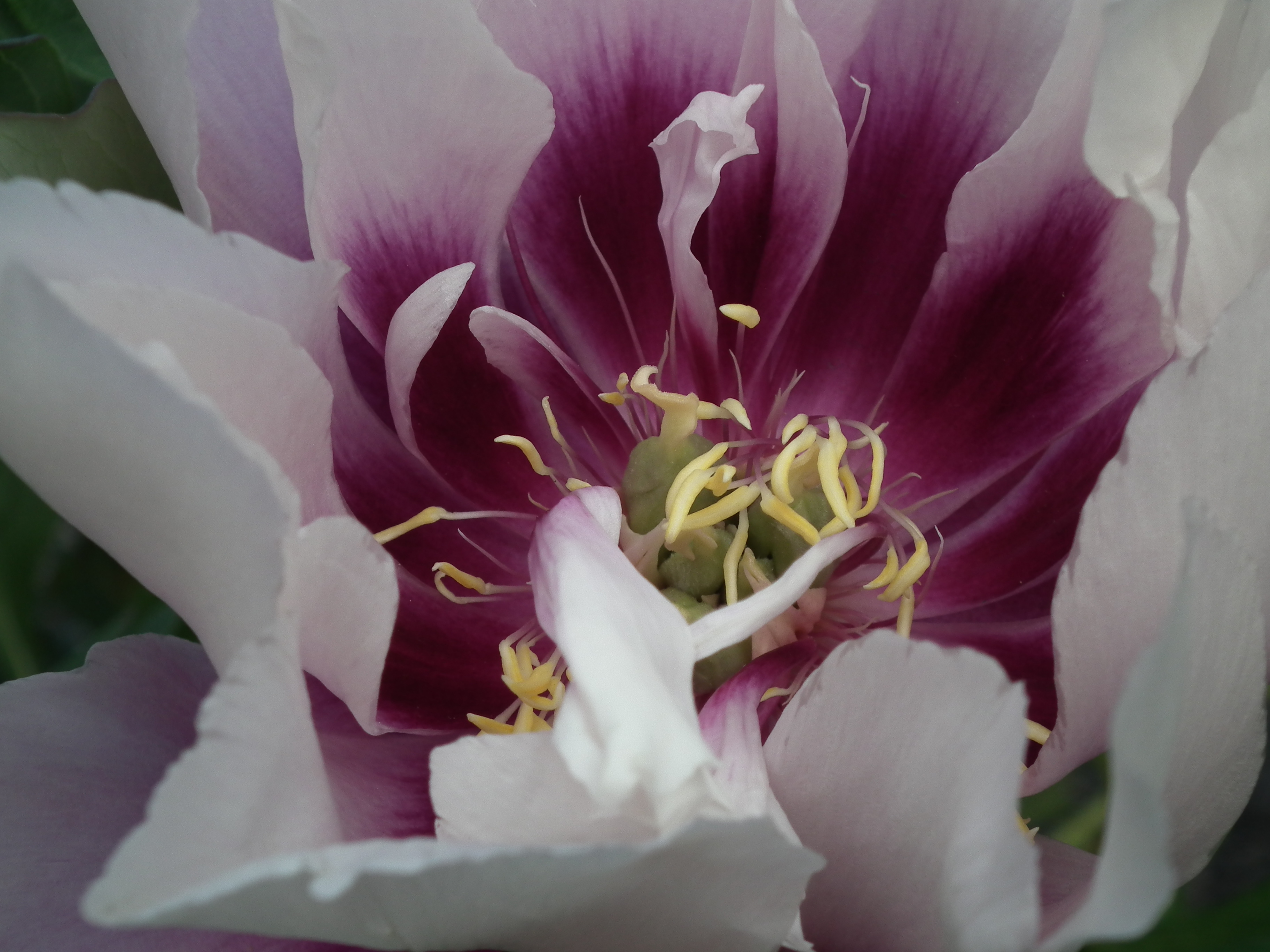 Paeonia 'Cora Louise'
