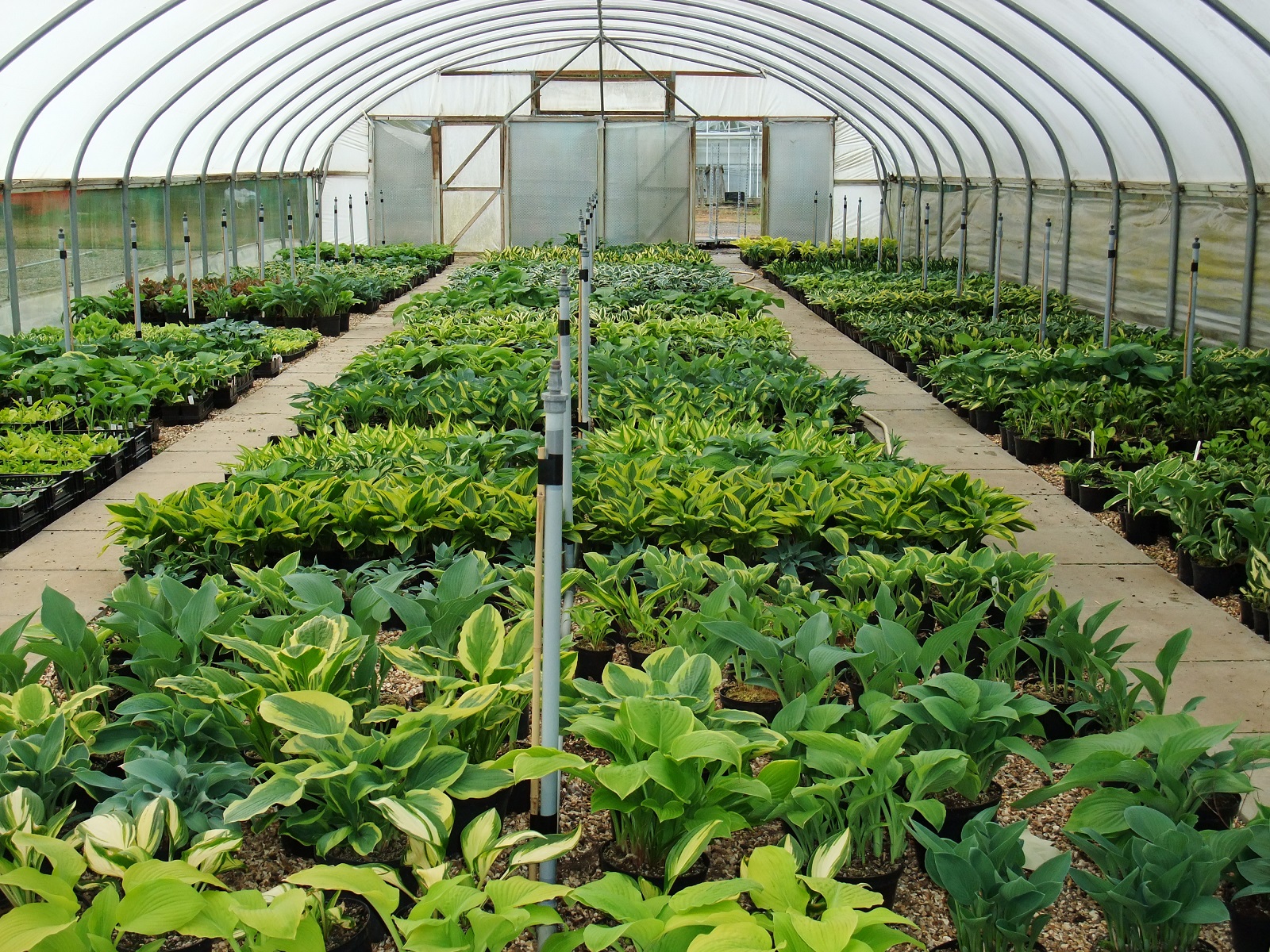 Hosta production at the nursery