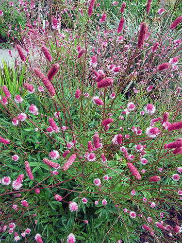 Sanguisorba officinalis Pink Tanna Red Salad Burnett Autumn perennial