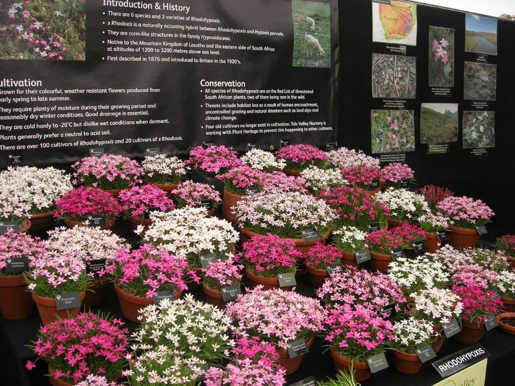 Display of Rhodohypoxis at RHS Hampton Court Show