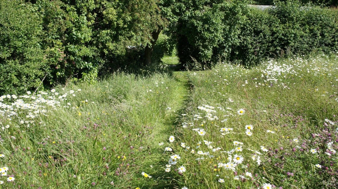 Wildflower Meadow