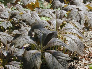 Rodgersia podophylla
