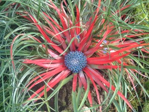 Fascicularia 