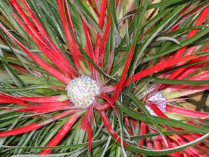Fascicularia bicolor