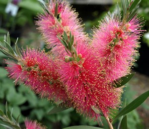 Callistemon 'Taree Pink'