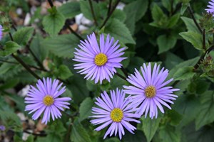 Aster asperulus