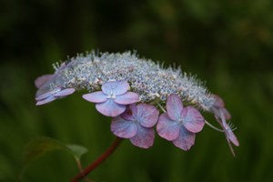 Hydrangea serrata 'Mount Aso'