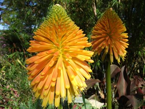 Kniphofia rooperi