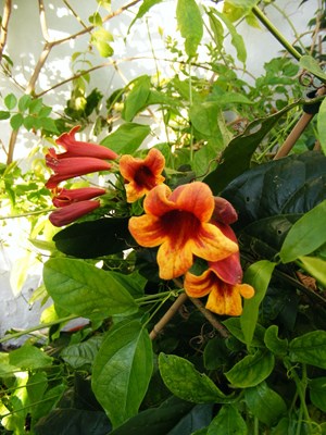 Bignonia capreolata
