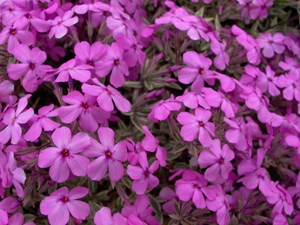 Phlox amoena variegata