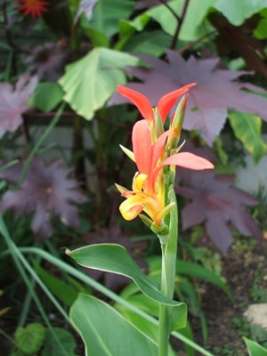 Canna patens
