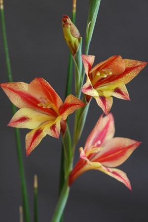 Gladiolus huttonii x tristis F2 upright form