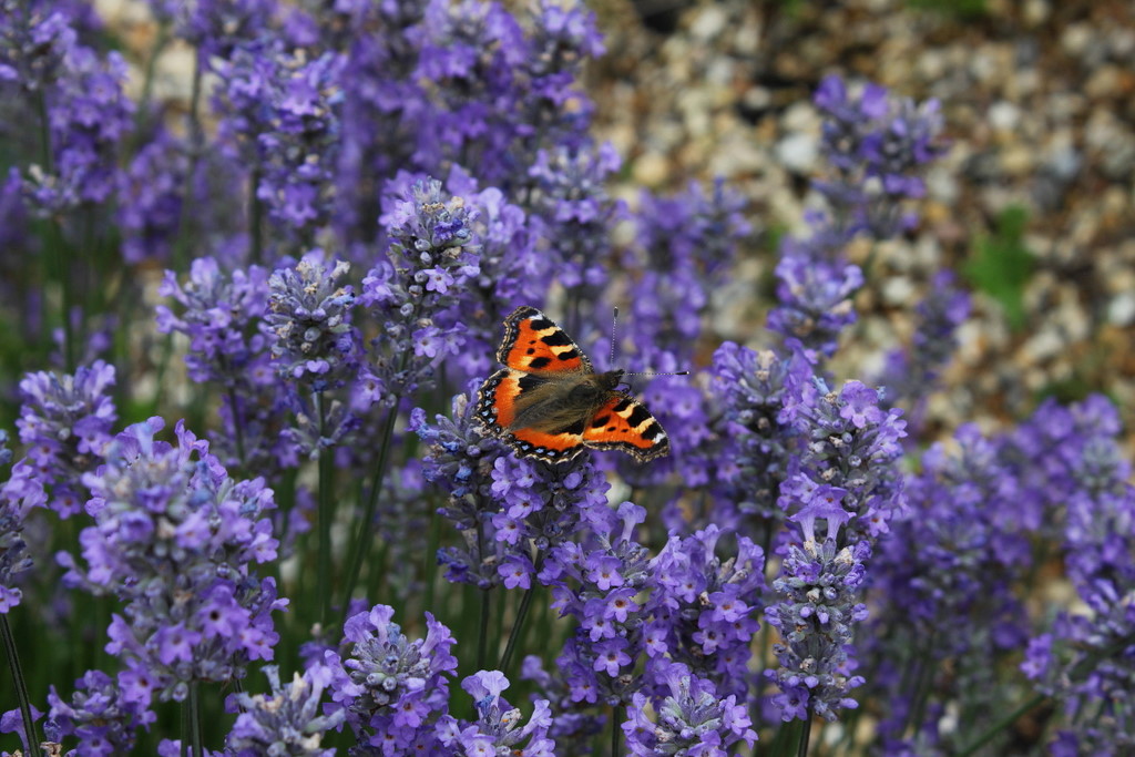 Small Tortoiseshell on Little Lady Lavender