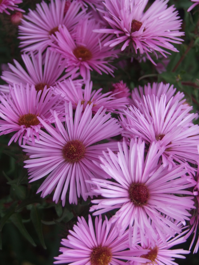 Aster novae-angliae 'Mrs S T Wright'