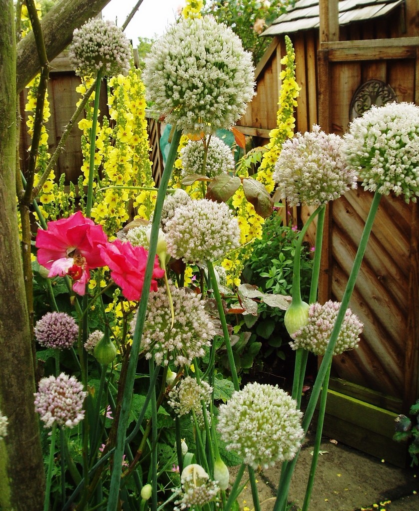 Hilltop Garden Nursery Rare Plant Fair Hilltop Garden Nursery Rare Plant Fair