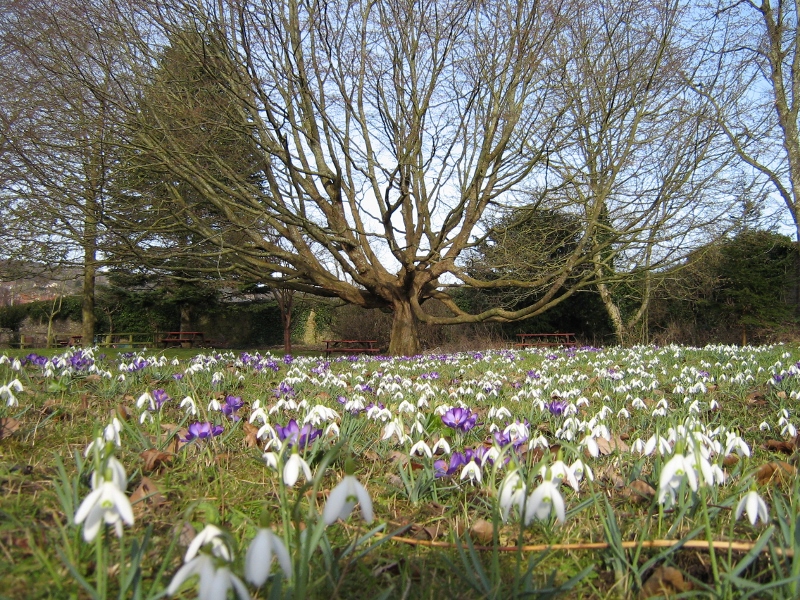 Crocus and Snowdrops in Arboretum (800x600).jpg