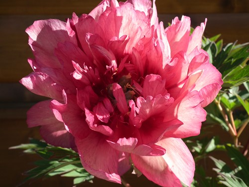 The Best Of Both Worlds Itoh Intersectional Paeonies Rare Plant Fair The Best Of Both Worlds Itoh Intersectional Paeonies Rare Plant Fair