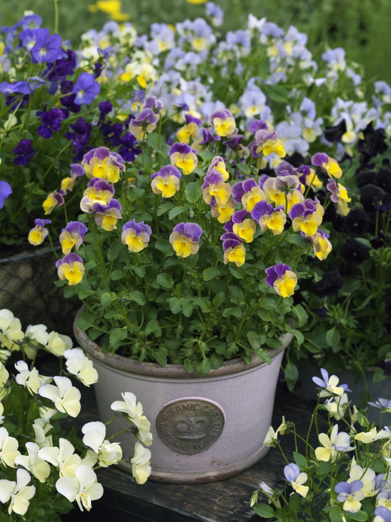 The Wonderful World of Perennial Violas Rare Plant Fair