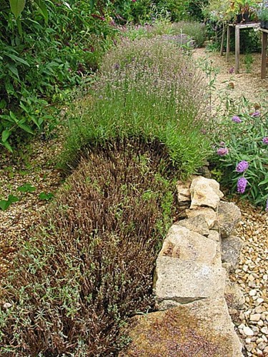 Edelweiss Perennials. Dierama Hybr. Dark Violet (Seedlings)