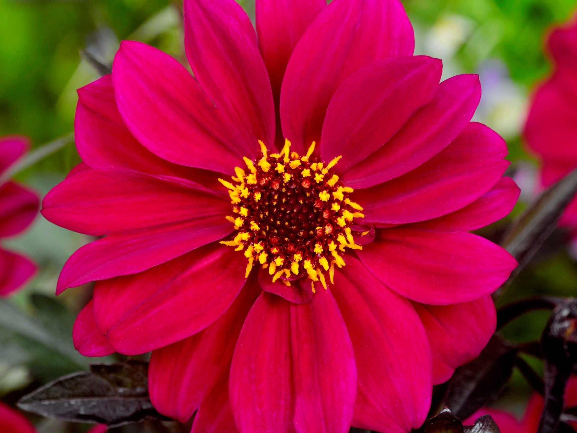 dahlia-bishop-of-canterbury-b (2).jpg