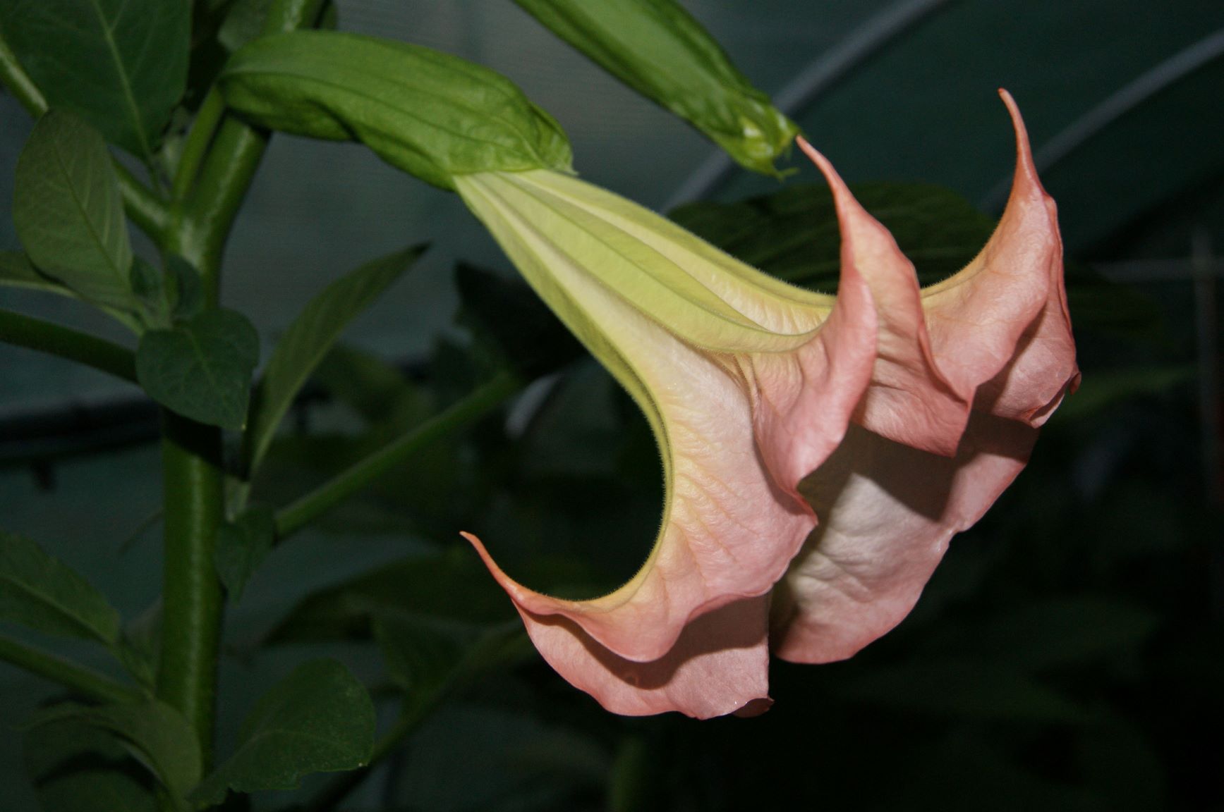 Brugmansia 'Frosty Pink'