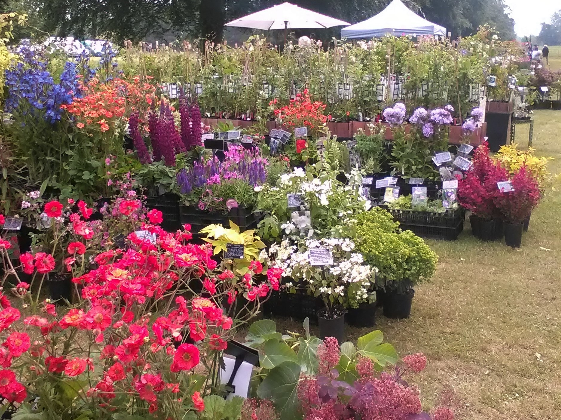 Home Rare Plant Fair