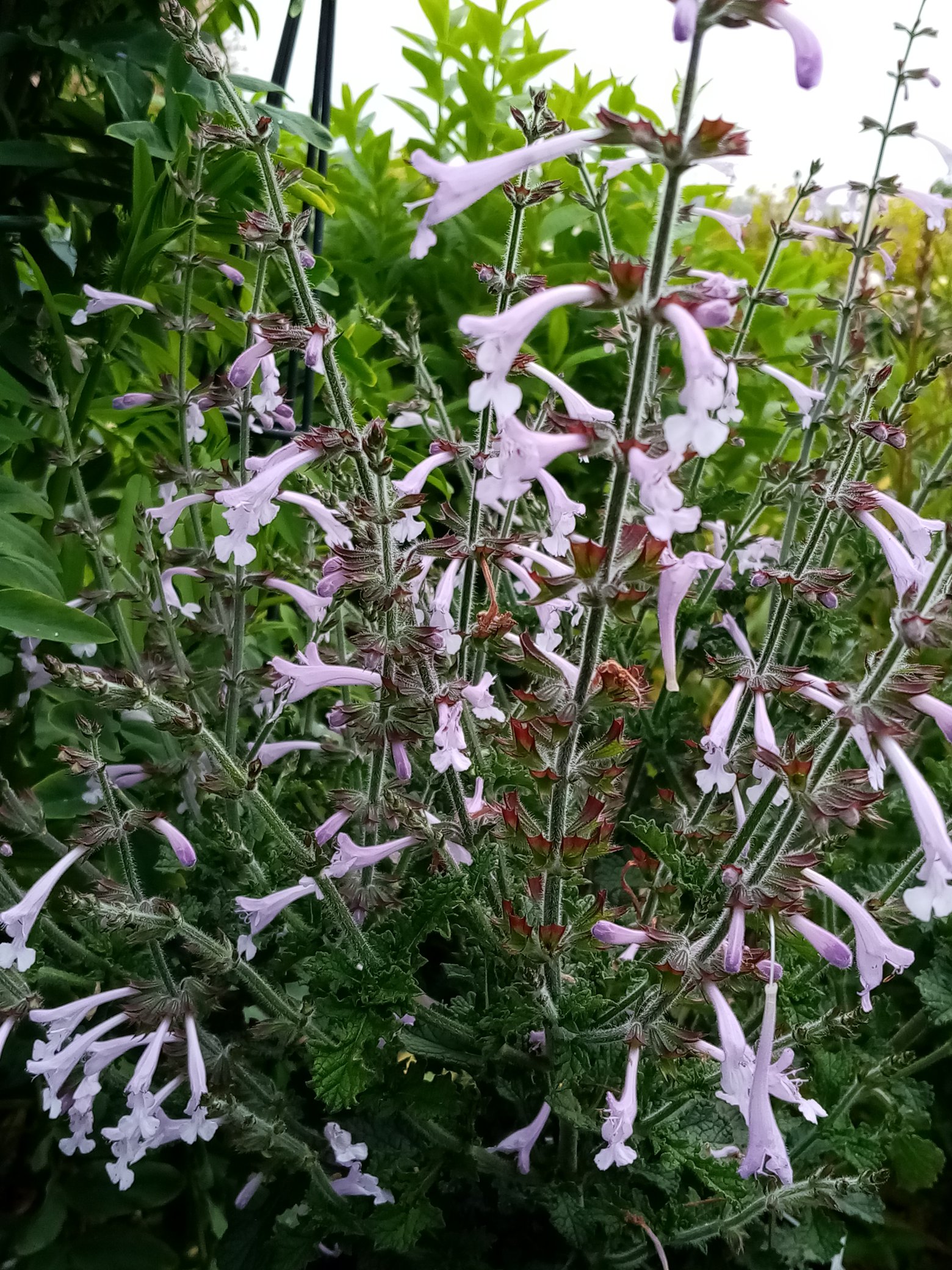 12 seeds Salvia Scabra GOOD HOPE 12 seeds Salvia Scabra GOOD HOPE