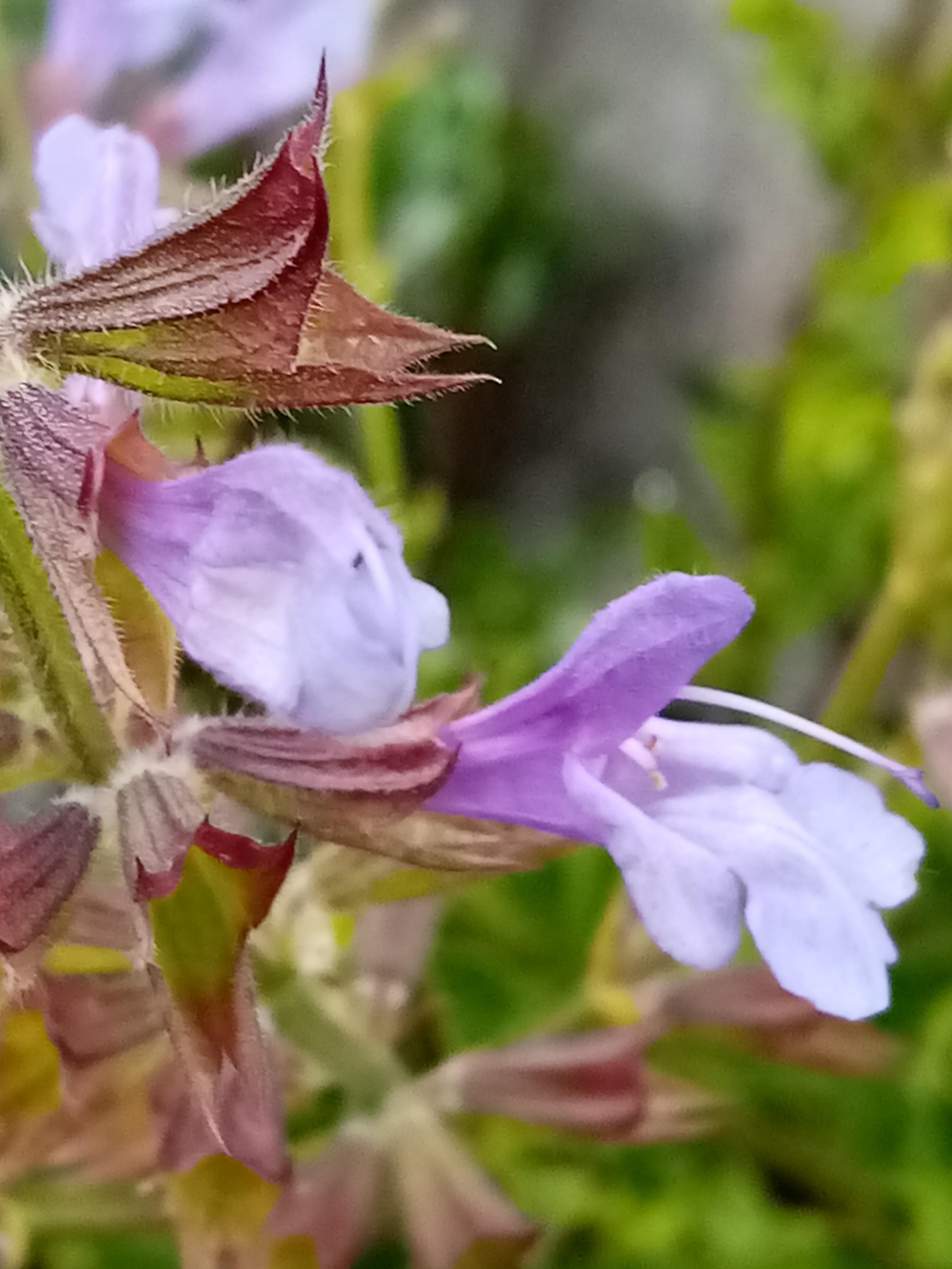 12 seeds Salvia Scabra GOOD HOPE 12 seeds Salvia Scabra GOOD HOPE