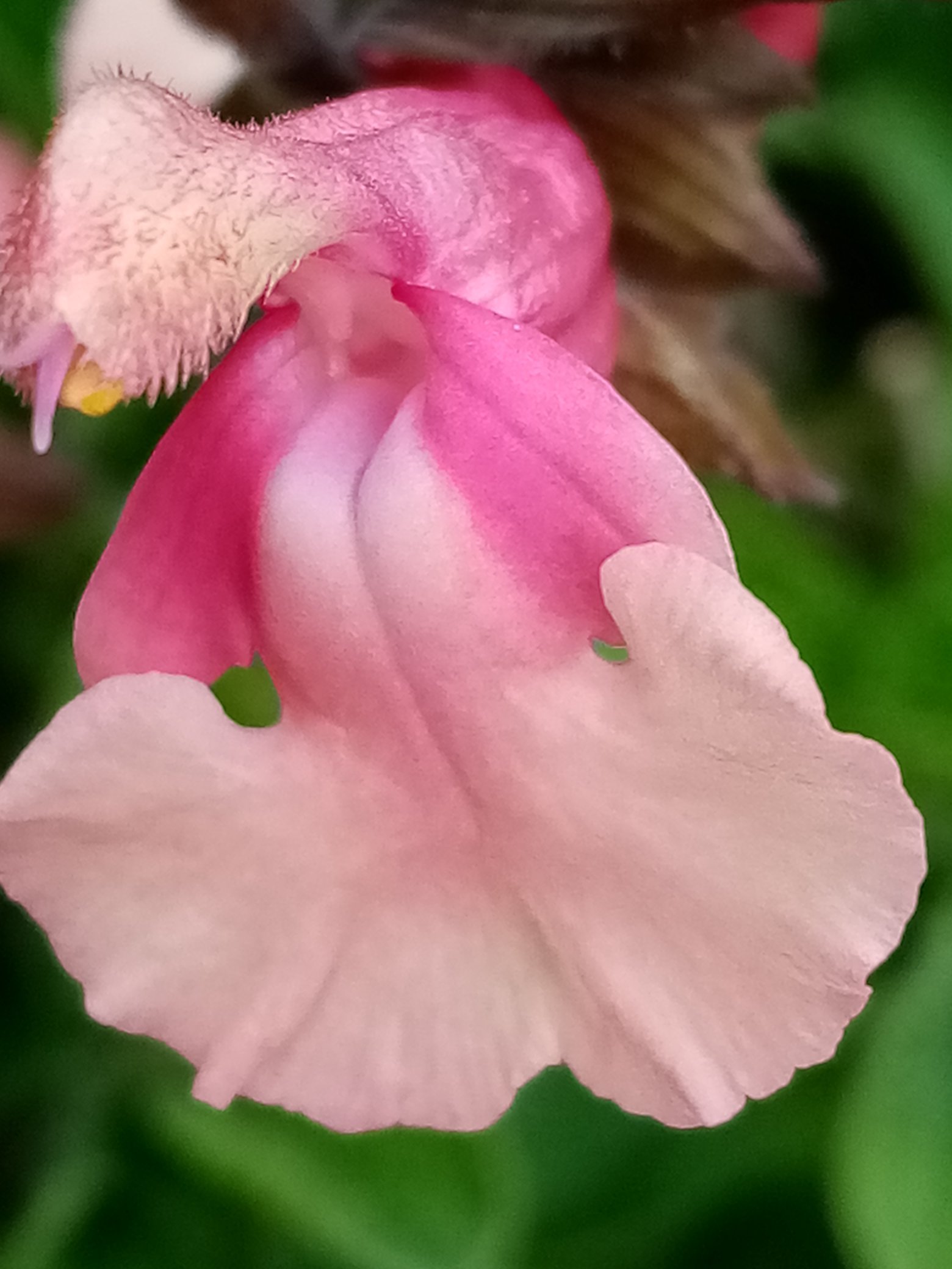 Salvia 'Hannah'