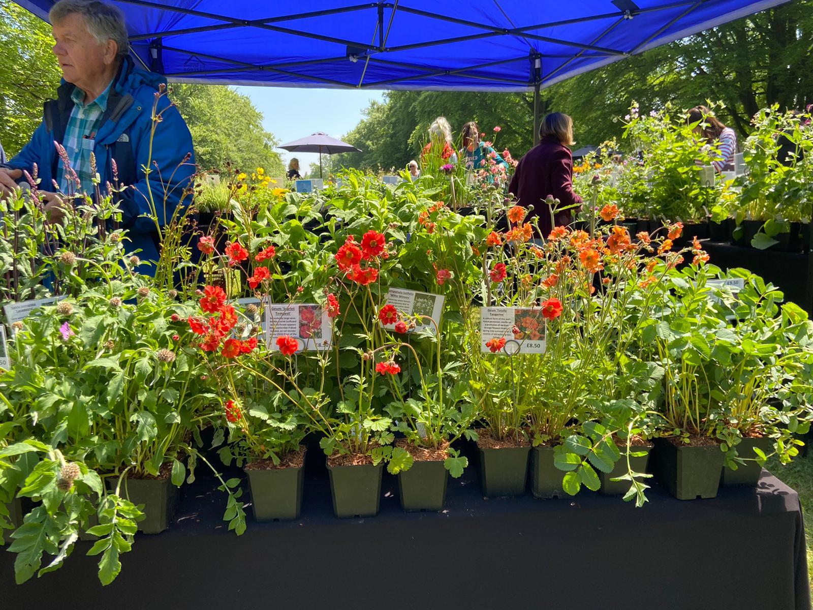 Home Rare Plant Fair