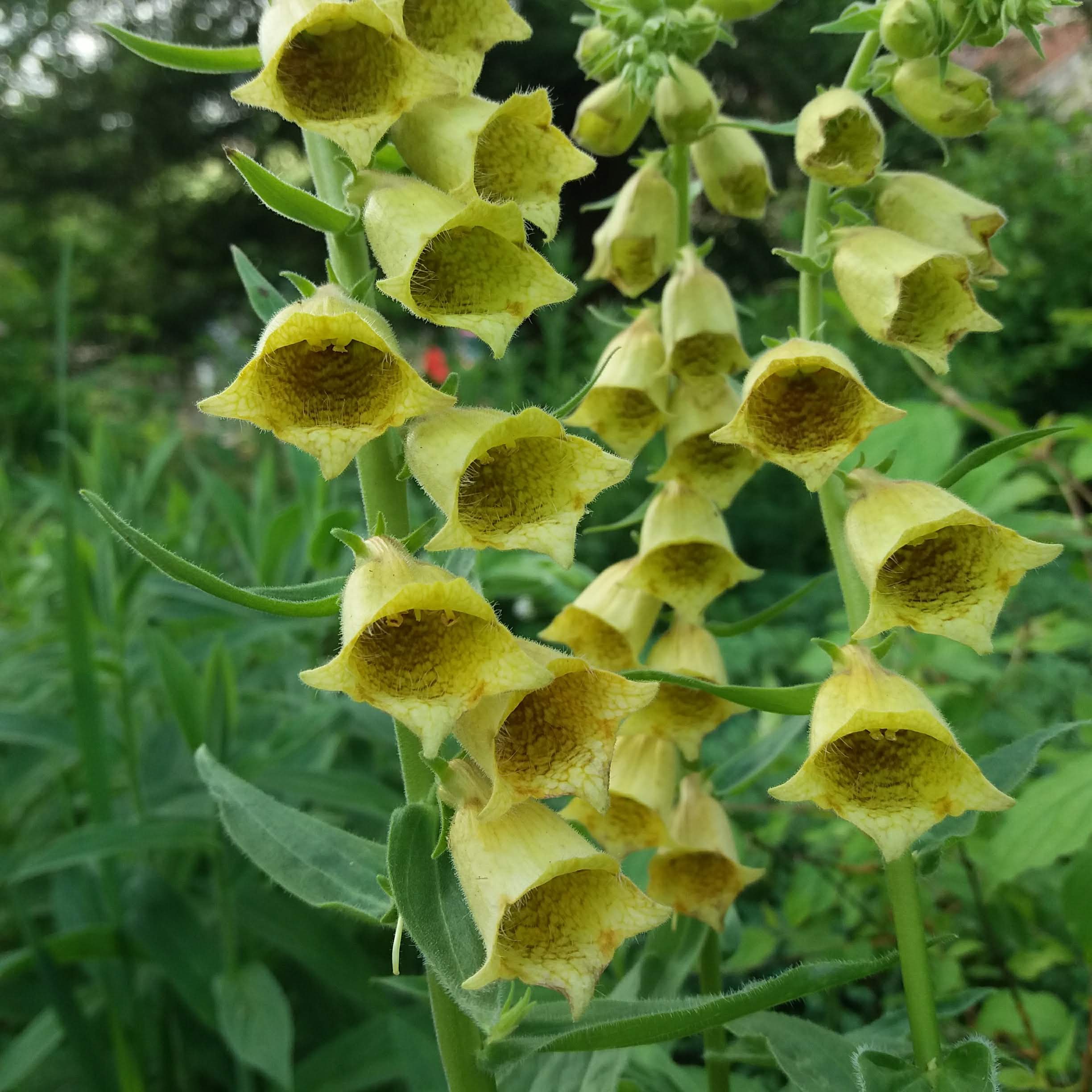 Digitalis ambigua