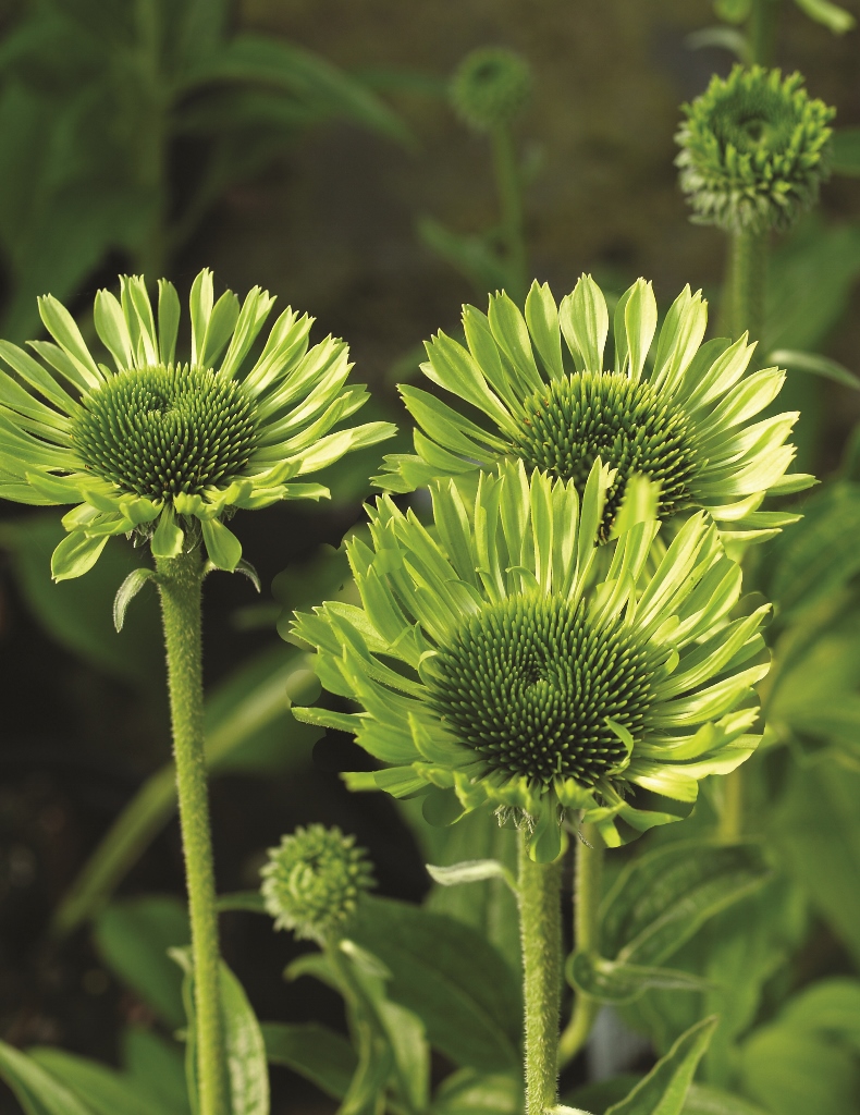 Echinacea 'Green Jewel'