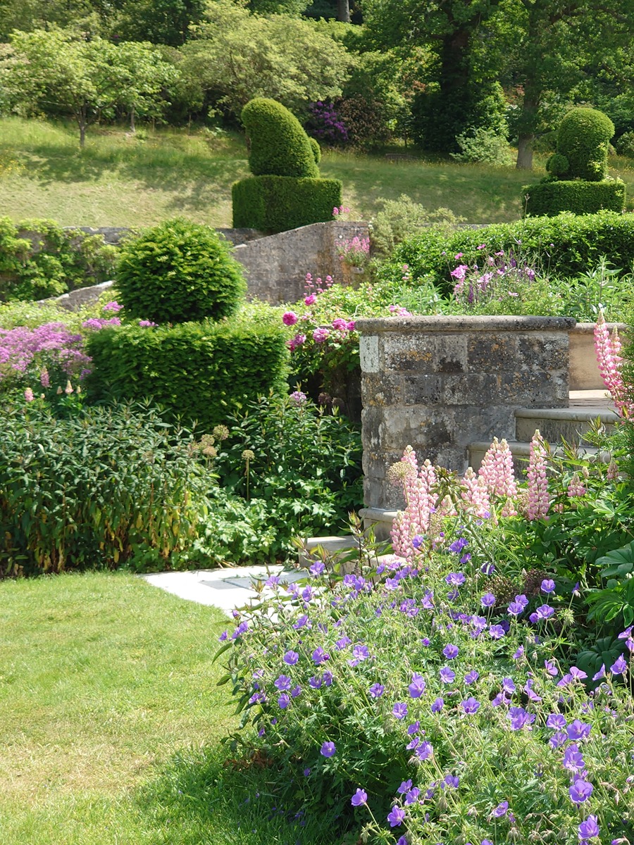 geraniums & lupins in drwg rm gdn, june-900x1200.jpg