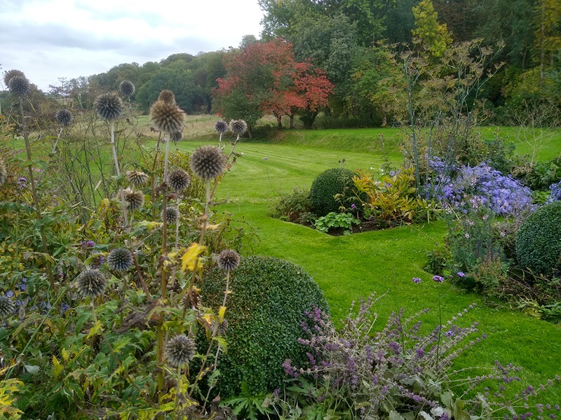 img_20221003_151334576_hdr-800x600 Teasles.jpg