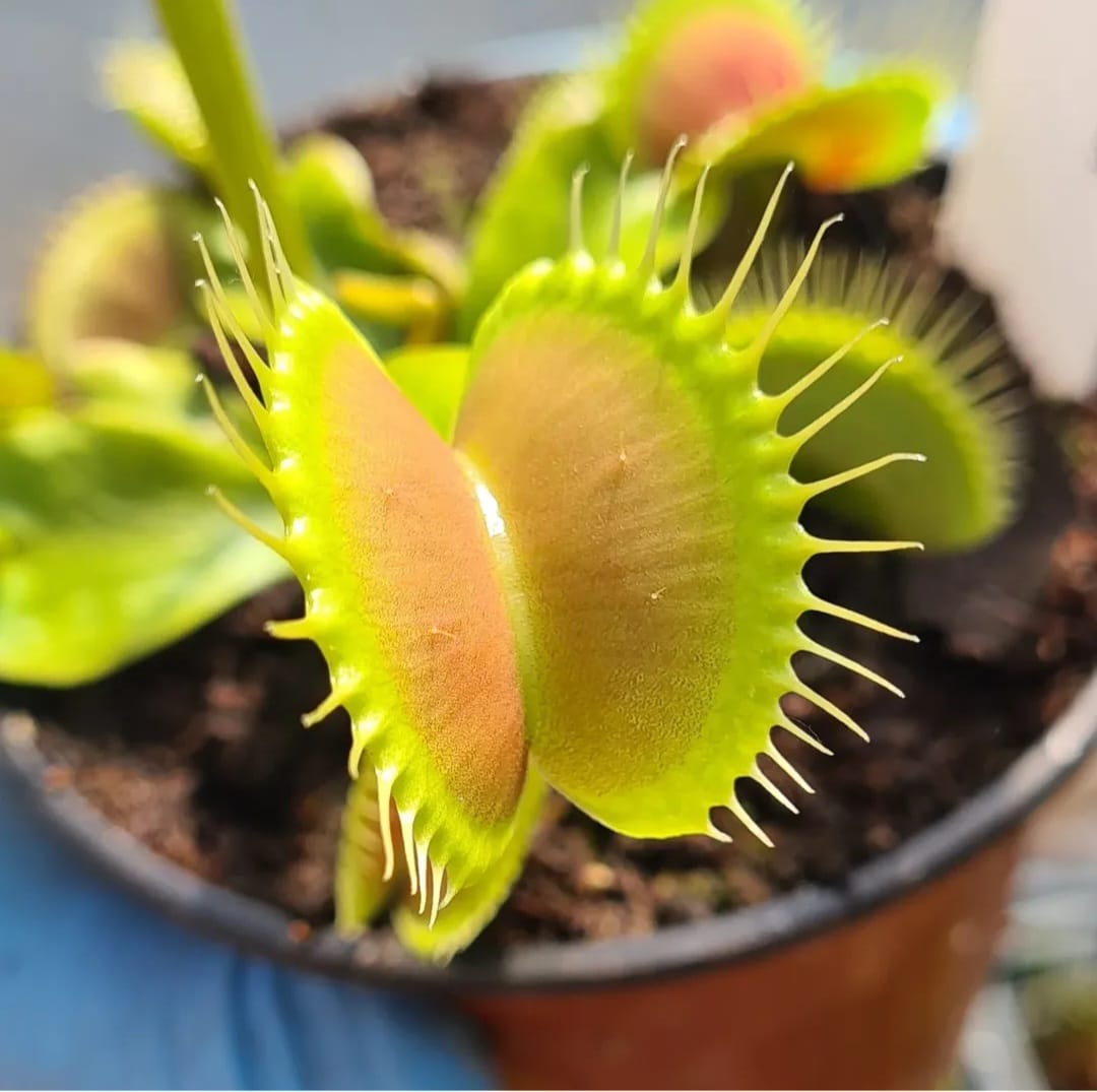 venus flytrap