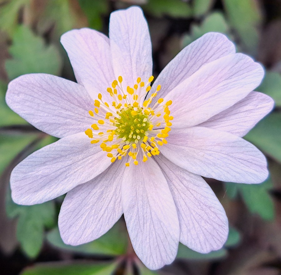 Wood Anemones - Delicate Spring Beauties - Rare Plant Fair